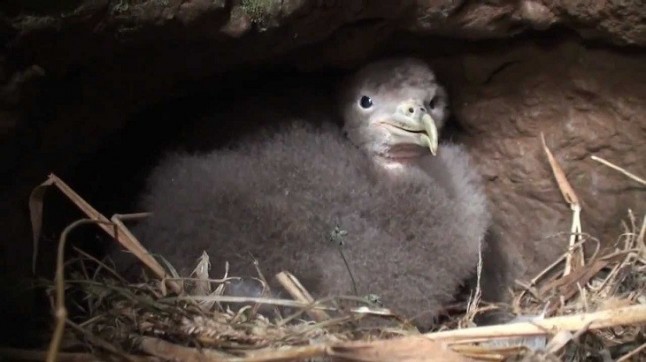ONG de España y Portugal piden colaboración ciudadana para lograr que las crías de pardela cenicienta salgan adelante