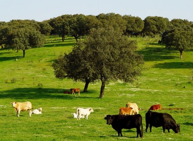 Congreso Ibérico de la Dehesa y el Montado se celebrará en Badajoz los días 20 y 21 de noviembre de este año