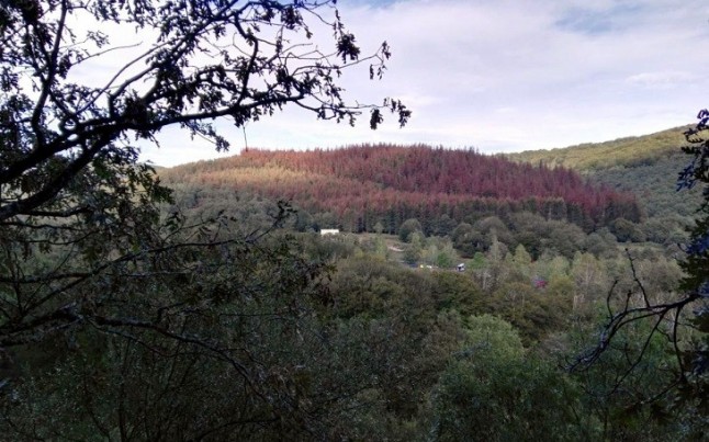 Euskadi. La fumigación de los pinares con óxido cuproso supondrá el exterminio de montes y ríos