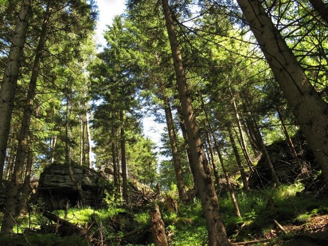 Inversión millonaria para mejorar el medio forestal andaluz