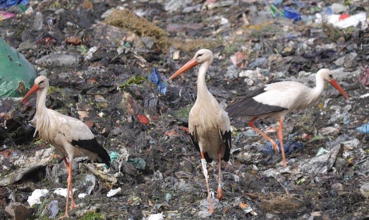Vertederos y aves