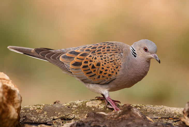 Naturaleza. Tórtola común