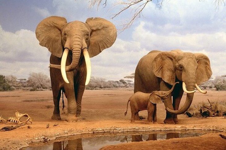 Las poblaciones de vertebrados están en un ‘dramático’ declive