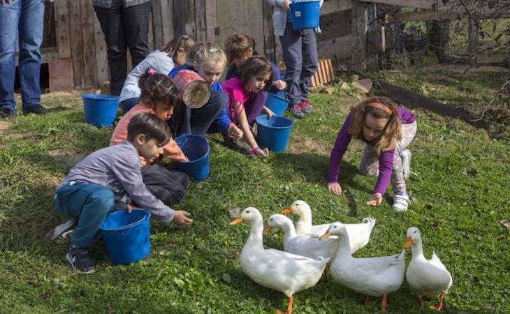 APDDA se felicita por la incorporación de la empatía hacia los animales en la nueva Ley de Educación