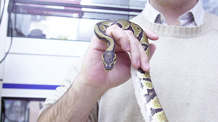 Condenado en Sevilla por tener en venta serpientes pitón y más animales de especies amenazadas sin cumplir requisitos