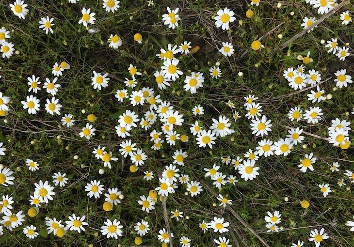 Cultivar dos especies muy diferentes a la vez puede maximizar la producción agraria