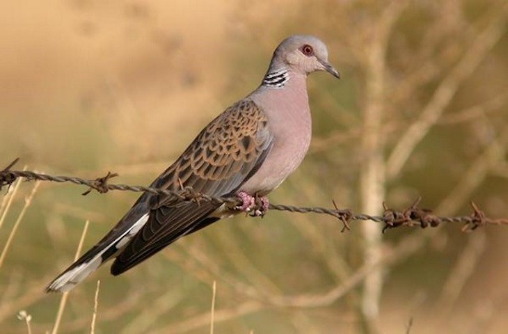 La temporada de caza llega con los cazadores y ONG ambientales enfrentados