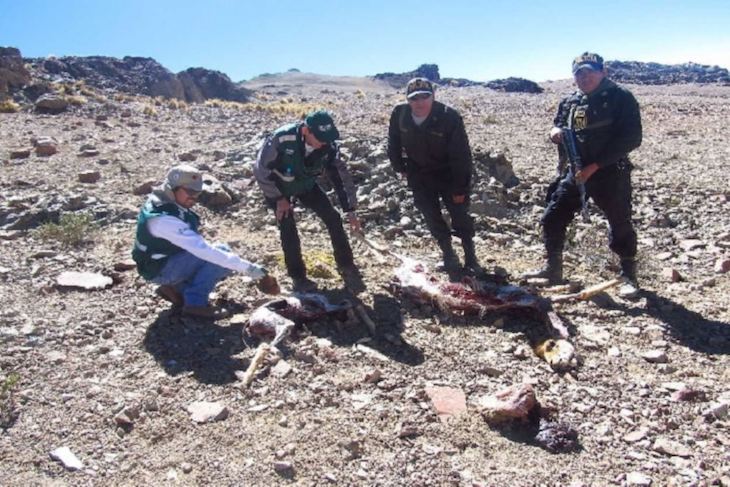 Un veterinario relacionado con la caza furtiva