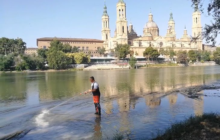Zaragoza contra la mosca negra en los ríos Ebro y Gállego