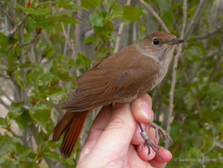 Si escucháramos a la naturaleza podríamos prevenir futuros COVID-19