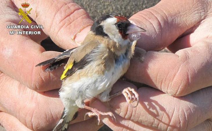 Pillan a un ‘delincuente’ mientras capturaba seis aves protegidas en Abanilla