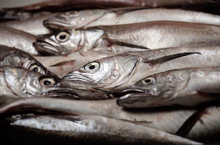 Hay que acabar con la grave sobreexplotación de la merluza