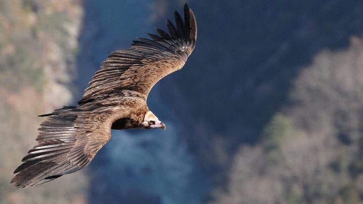 El buitre negro vuelve a criar en Aragón