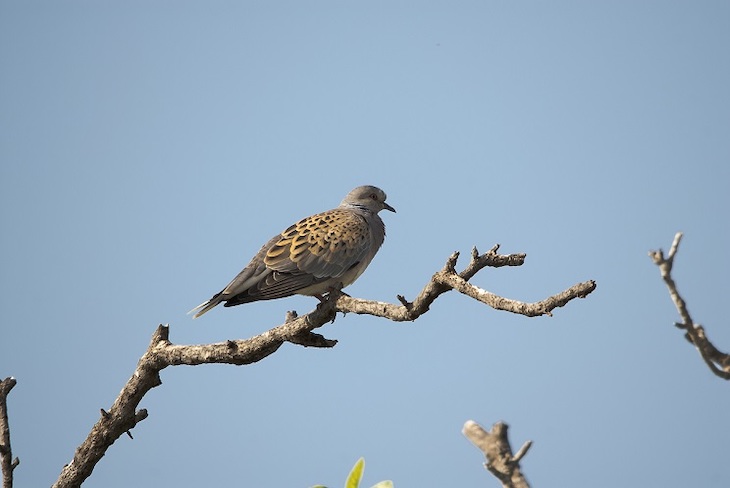 Europa confirma la ‘ilegalidad’ de la caza de la tórtola europea y España de ‘perfil’