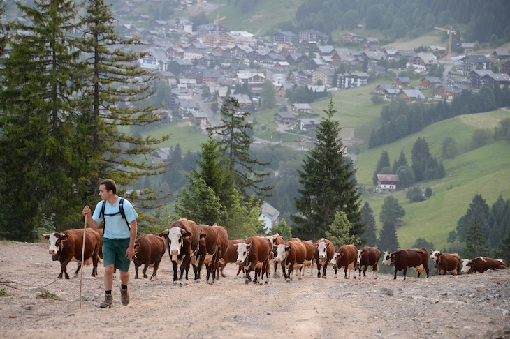 El Año Internacional de los Pastos y el Pastoreo 2026 logra el apoyo de la FAO