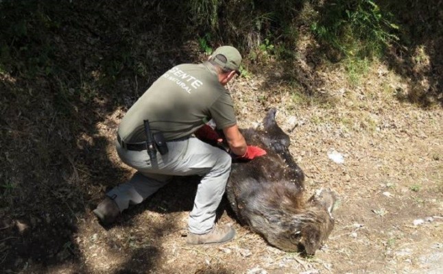 Fiscalía de Palencia pide procedimiento abreviado contra los investigados por matar de un disparo a un oso