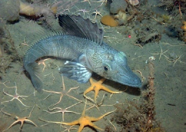 La temperatura del agua puede propiciar nuevas especies marinas