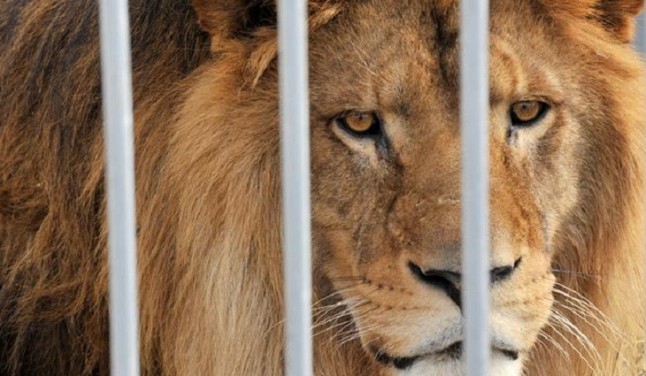 Alcalá de Henares dice NO a los Circos con animales