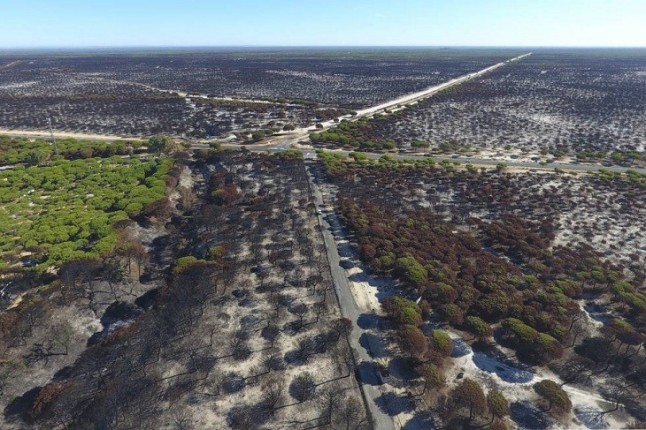 WWF comprueba la alta regeneración natural de especies adaptadas al fuego en Doñana