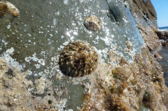 Alertan de nuevo del expolio que sufre la Patella ferruginea
