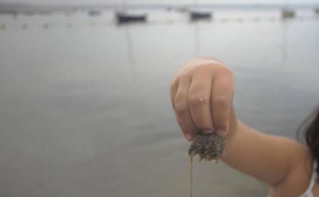 Pacto por el Mar Menor recuerda que la extracción de moluscos y crustáceos en el Mar Menor está prohibido