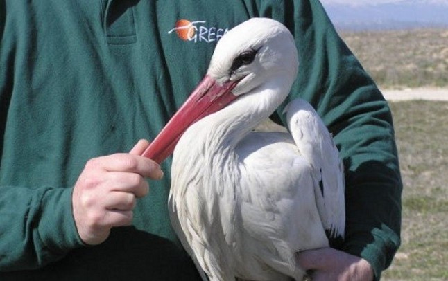 La Policía Municipal de Madrid recupera más de 900 animales en 2018