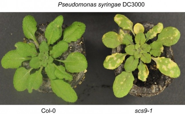 Descubren cómo un mecanismo metabólico clave de las plantas afecta a su respuesta inmunitaria