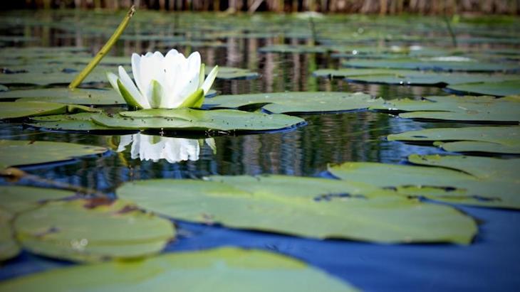 El nenúfar Victoria  que hará ‘historia’
