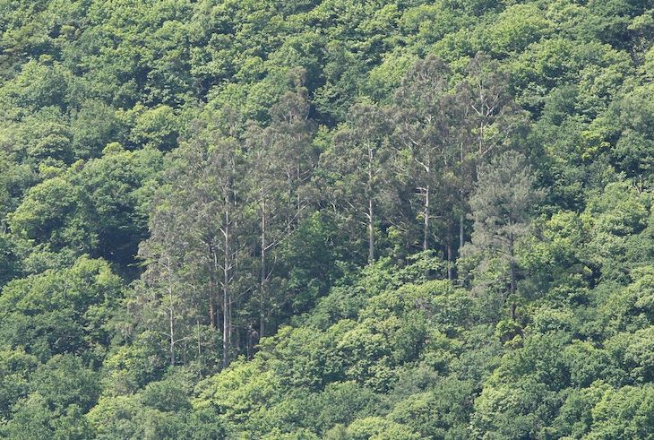 Europa ‘suspende’ a las Fragas do Eume (A Coruña)