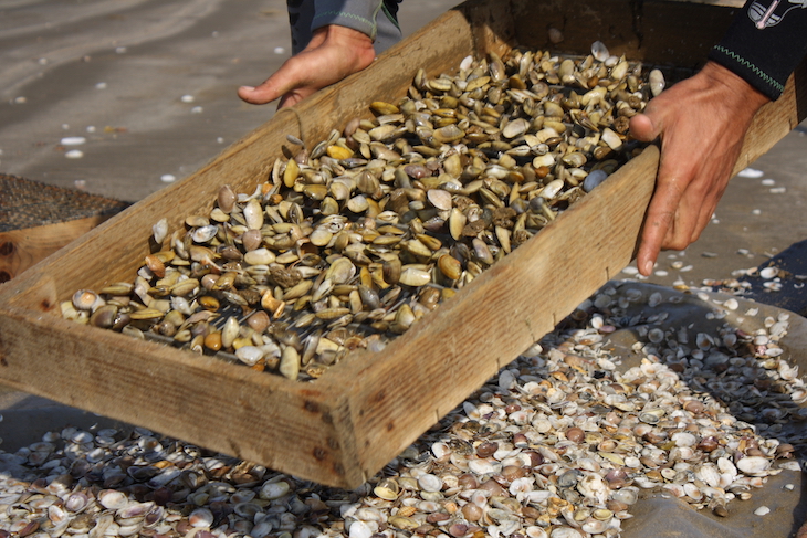 COVID-19. Reducen el periodo de veda de la coquina en el Golfo de Cádiz