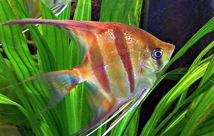 Hasta once especies de peces reúnen condiciones para caminar