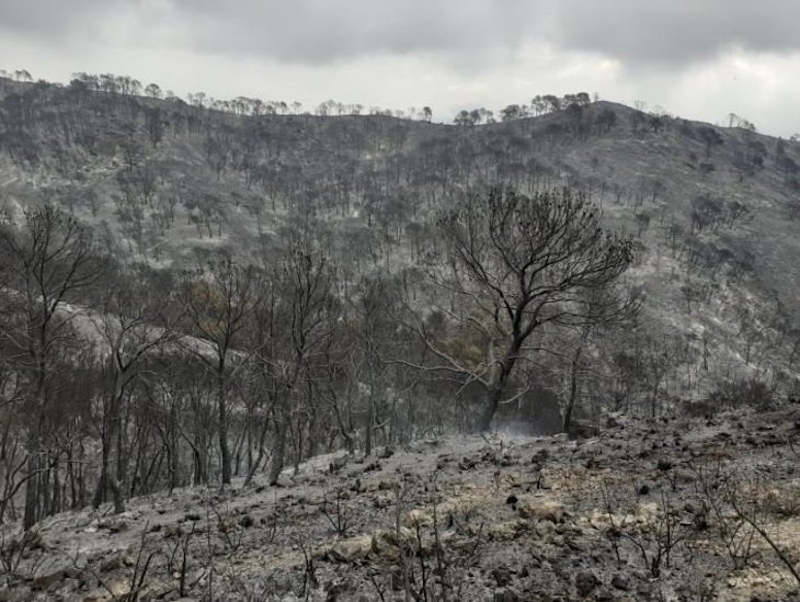 Estabilizado el incendio forestal de Vélez de Benaudalla (Granada)