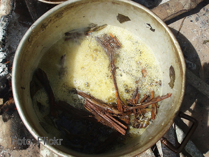 Un té amazónico fomenta la formación de nuevas neuronas
