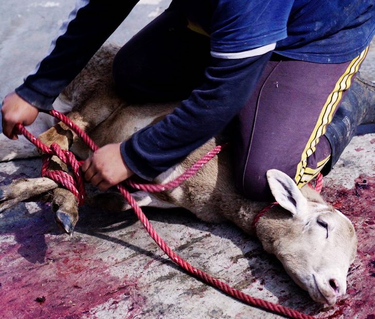 Mataderos clandestinos en México