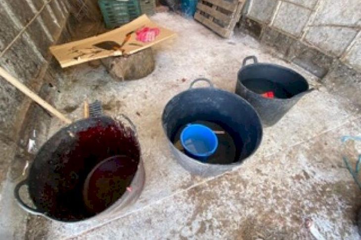 La Policía Local de Elche denuncia a una granja con un matadero clandestino de corderos