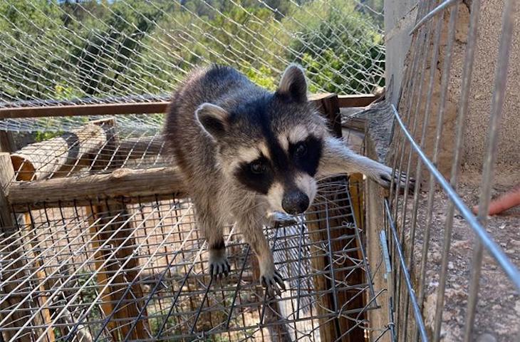 Reubican a todos los animales del caso del Síndrome de Noé de Lorca
