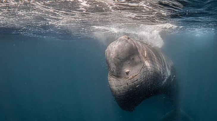 La Junta de Andalucía ofrece al Gobierno sus medios para buscar al cachalote atrapado en una red de pesca en el Estrecho