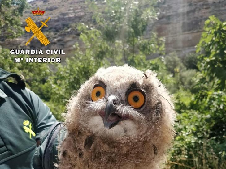 La BENEMERITA recupera un ejemplar de Búho Real y un Chorlito en Jorquera y Chinchilla