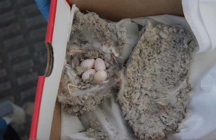 Recuperando nidos de una especie de ave protegida en un edificio en Buztintxuri