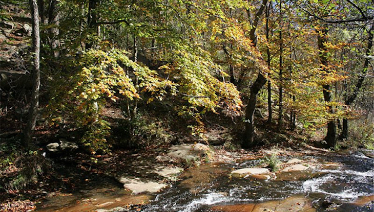 En verano los bosques emiten más concentración de monoterpenos