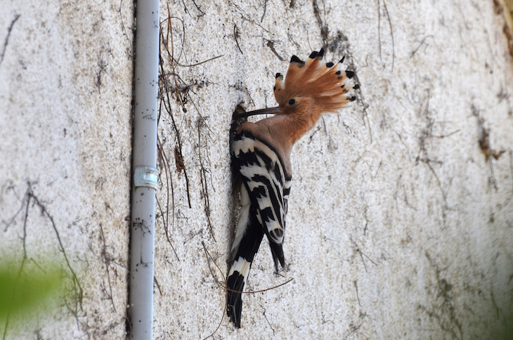 El calentamiento  global está ‘reinventando’ las comunidades de aves europeas y norteamericanas