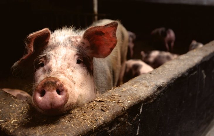 Europa debe ‘ponerse las pilas’ con el bienestar animal para proteger la salud humana