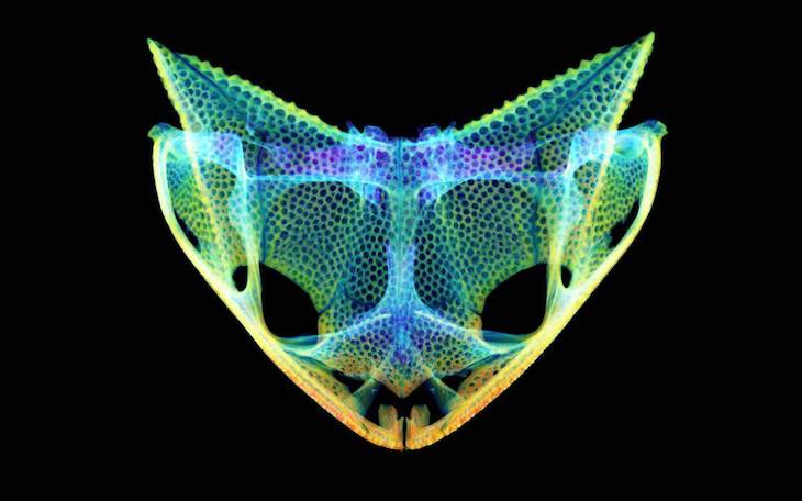 Los extraordinarios cráneos ‘blindados’ de algunas especies de rana