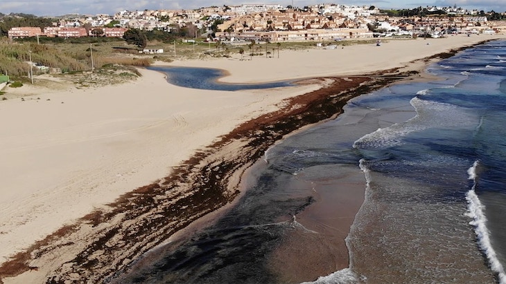 El alga asiática se declarará como especie invasora de forma inminente