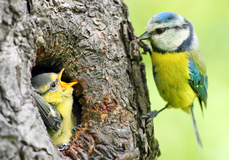Las aves son indicador de la salud
