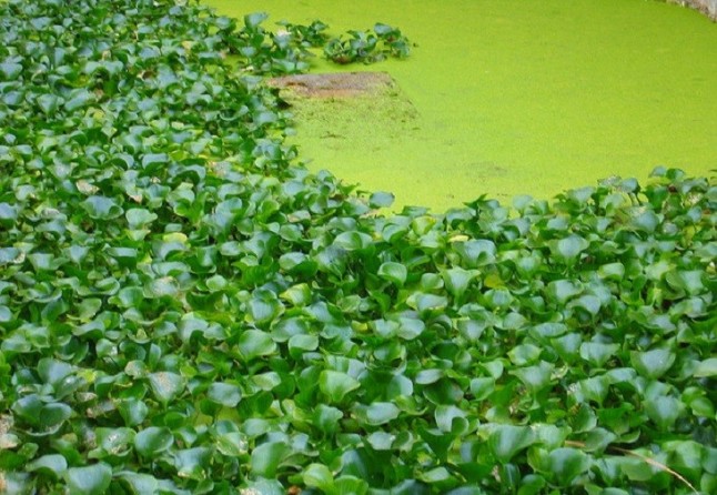 Los ‘jacintos de agua’ acorralan a Doñana