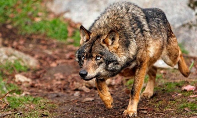 Algo se mueve en la conservación del lobo