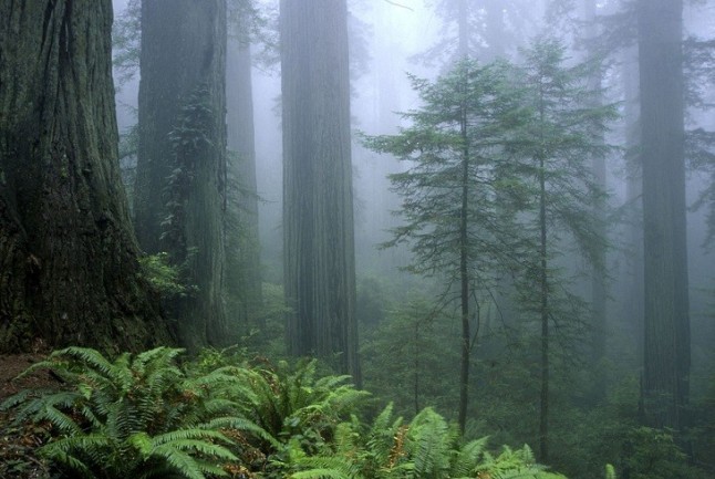 La infinita importancia de los bosques contra el cambio climático