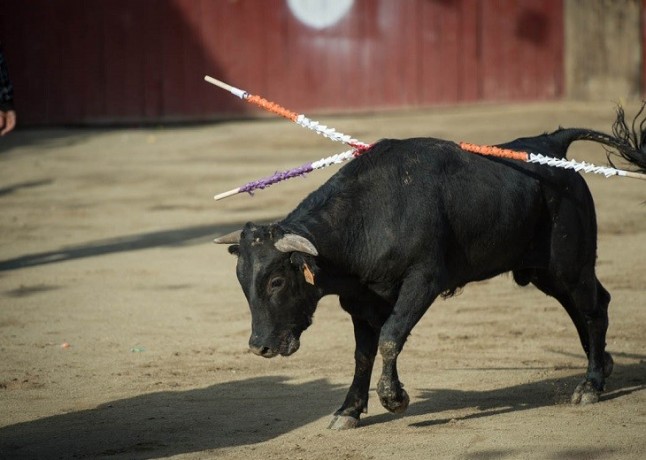 PACMA exige en Madrid el fin de las becerradas