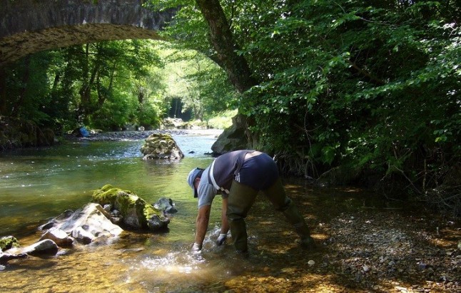 La CHC realiza trabajos de limpieza en los cauces del Bajo Nalón a su paso por Pravia